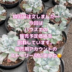 韓国苗注文しました ！の画像