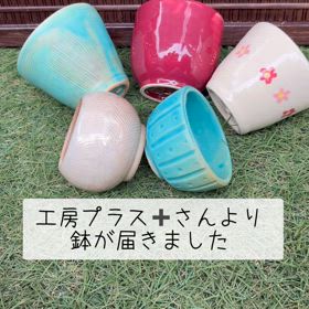 工房プラス➕さんの鉢ですの画像