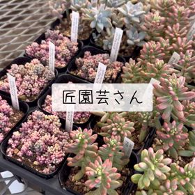 匠さんの苗が入荷 しました！の画像