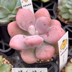 ぷくぷくの画像