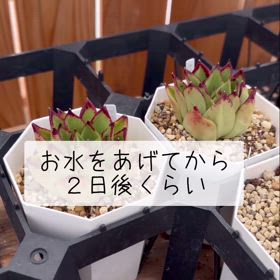 お水をあげて２日後の話の画像