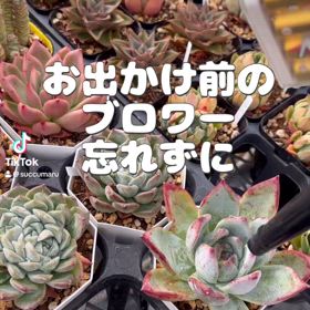 朝の水滴飛ばしの画像