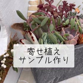 寄せ植えサンプルの画像