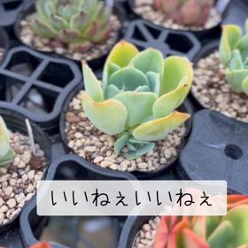 小さな幸せの画像