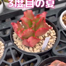 夏場の置き場の画像