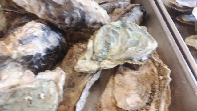 ( '-'  )ｲﾙｶﾁｬﾝと牡蠣の記事動画