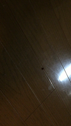 いらっしゃいの記事動画