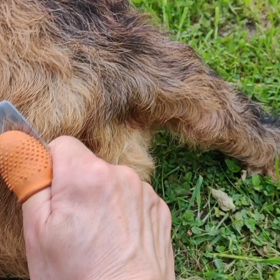 難しい犬のお手入れの画像