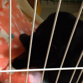 黒猫 テトの初毛繕い撮ったどー！！！の画像