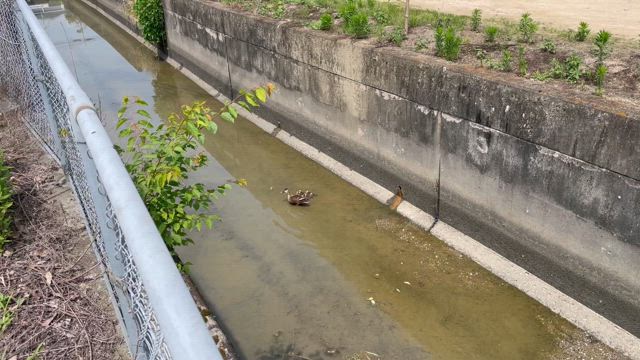カルガモの記事動画