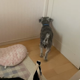 出しての画像