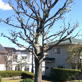 急上昇？の画像