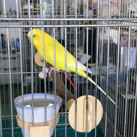 インコが寄って来たの画像