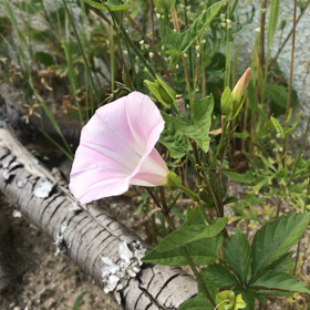 健気に......の画像