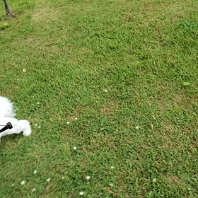 お散歩の画像