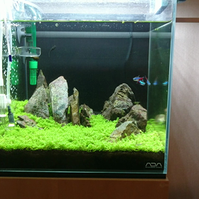 アクアリウム  30センチキューブ水槽の画像