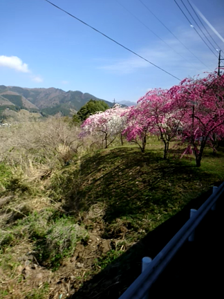 バスツアー中にきれいな花桃が見られましたの記事動画