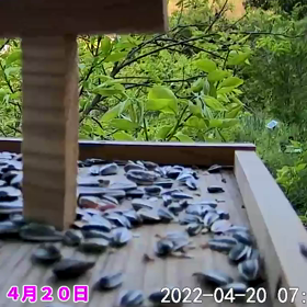 すぎぴたんの事件簿　シーズン２　２４１話（やまがらの挨拶）の画像