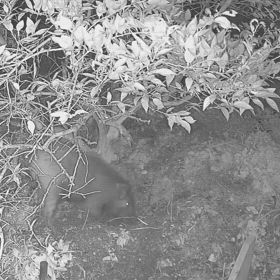 すぎぴたんの事件簿シーズン3　595話（猪突猛進！！　こんな感じです。イノシシ）の画像