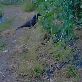 すぎぴたんの事件簿シーズン3　600話（ハクビシンじゃなかった！　カラスだった！）の画像