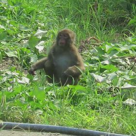 すぎぴたんの事件簿シーズン3　631話（猿被害多発中！！！）の画像