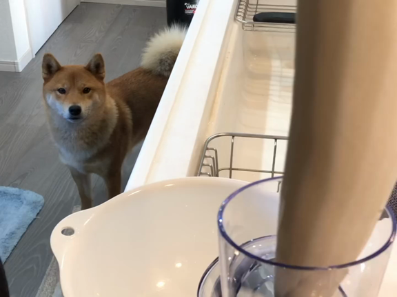 12/30の夕飯とヴィーガン柴犬の記事動画