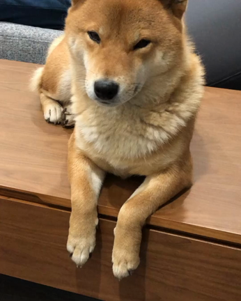 眠いけど…眠くない柴犬、愛珠の記事動画