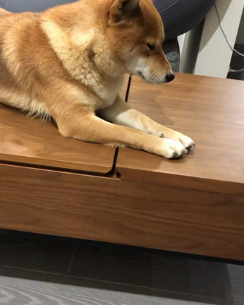 眠いけど…眠くない柴犬、愛珠の記事動画