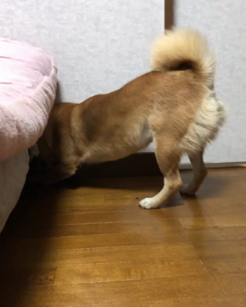 12/29夜の夕食と柴犬の穴掘りの記事動画