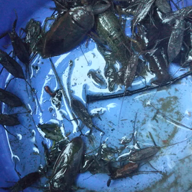 ガサ水性昆虫の画像