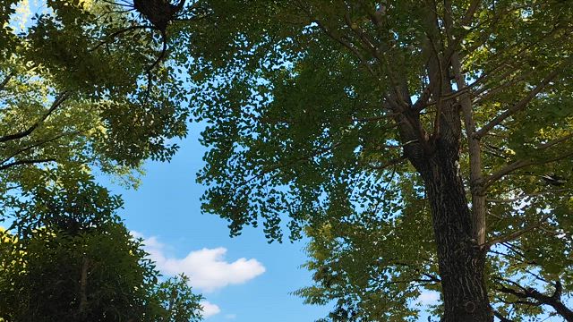 夏の音　(♡ω♡ ) ~♪の記事動画
