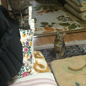 なっちゃん犬？の画像