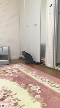 人類が初めて立てた日の記事動画