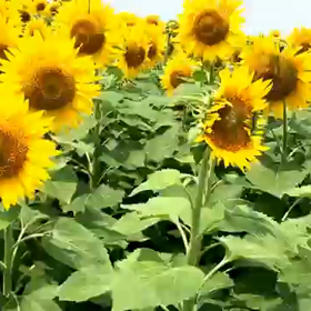 向日葵を見に行った7月の画像