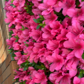 蜜を吸うミツバチの画像
