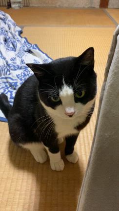 保護猫さん太を家族として迎え入れバタバタ、ドキドキ、ハラハラ、涙ぽろぽろの１年が過ぎましたの記事動画