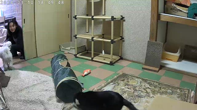 保護猫さん太を家族として迎え入れ３か月が過ぎ晴れて法律的に飼い主として認められることになりましたの記事動画