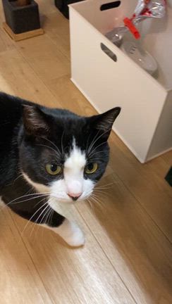 保護猫さん太を家族として迎え入れバタバタ、ドキドキ、ハラハラ、涙ぽろぽろの１年が過ぎましたの記事動画