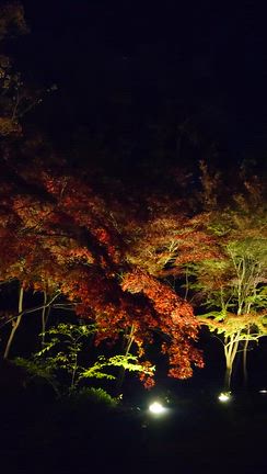 昼間の薬師池公園の紅葉と夜の紅葉ライトアップの記事動画