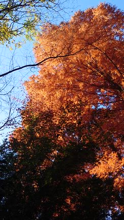 近所の紅葉はもう終盤？生田緑地のメタセコイアの記事動画