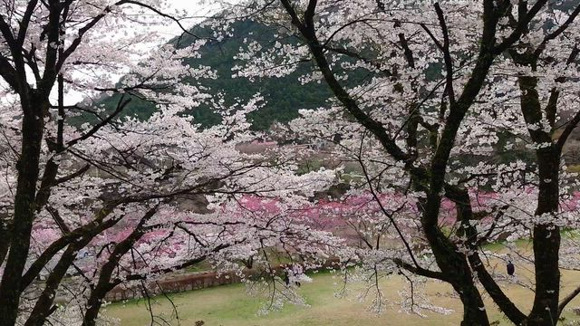 今年のお花見はちょっとチガウ、わたらせ渓谷鐵道のお花見の記事動画