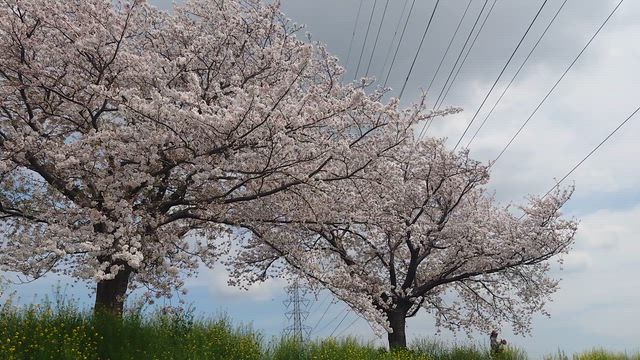 鶴見川鴨池橋の桜の記事動画