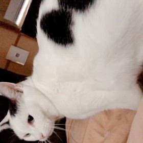 朝のご挨拶の画像