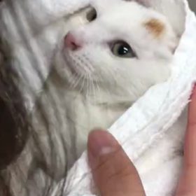 多頭飼育の、るるちゃん、ななちゃんの病院受診の画像