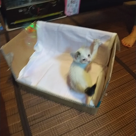 救われた命、子猫のマリ～ちゃんの画像