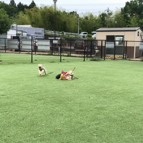 とんぼ帰りのお墓参りの画像