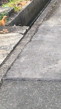 イタチ‥（チョウセンイタチ）の記事動画