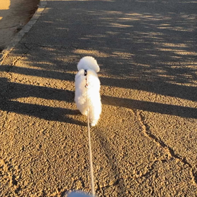 昼散歩の画像