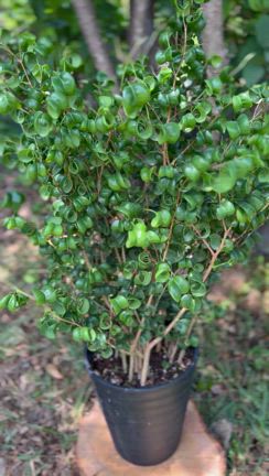 フィカス・バロックが入荷しましたの記事動画