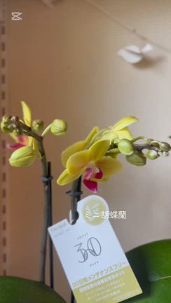 鉢物が入荷しましたの記事動画